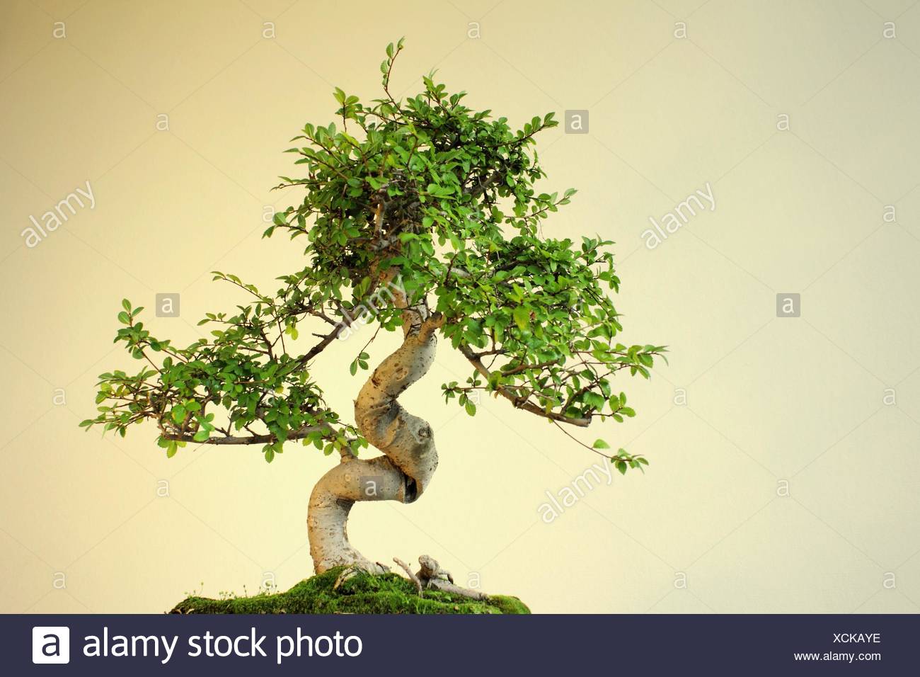 bonsai baum garten, bonsai baum asien garten pflanzen ulme china stock photos & bonsai, Design ideen