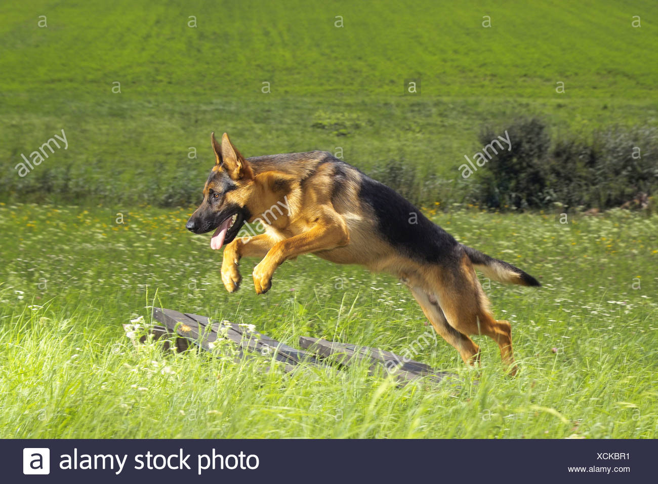 German Shepherd Jumping Stock Photos & German Shepherd Jumping Stock