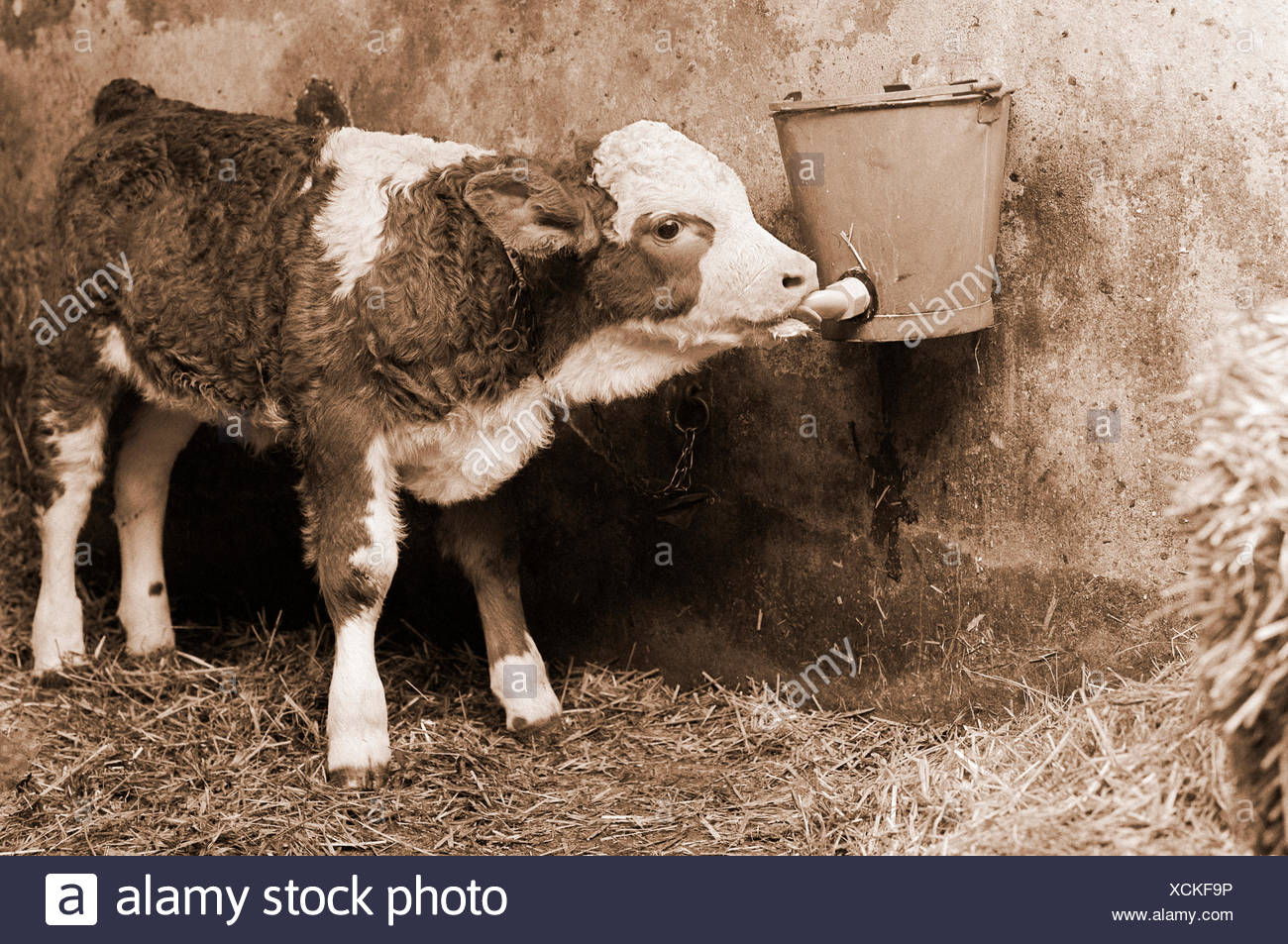 girl sucked by calf Sex magazine titles