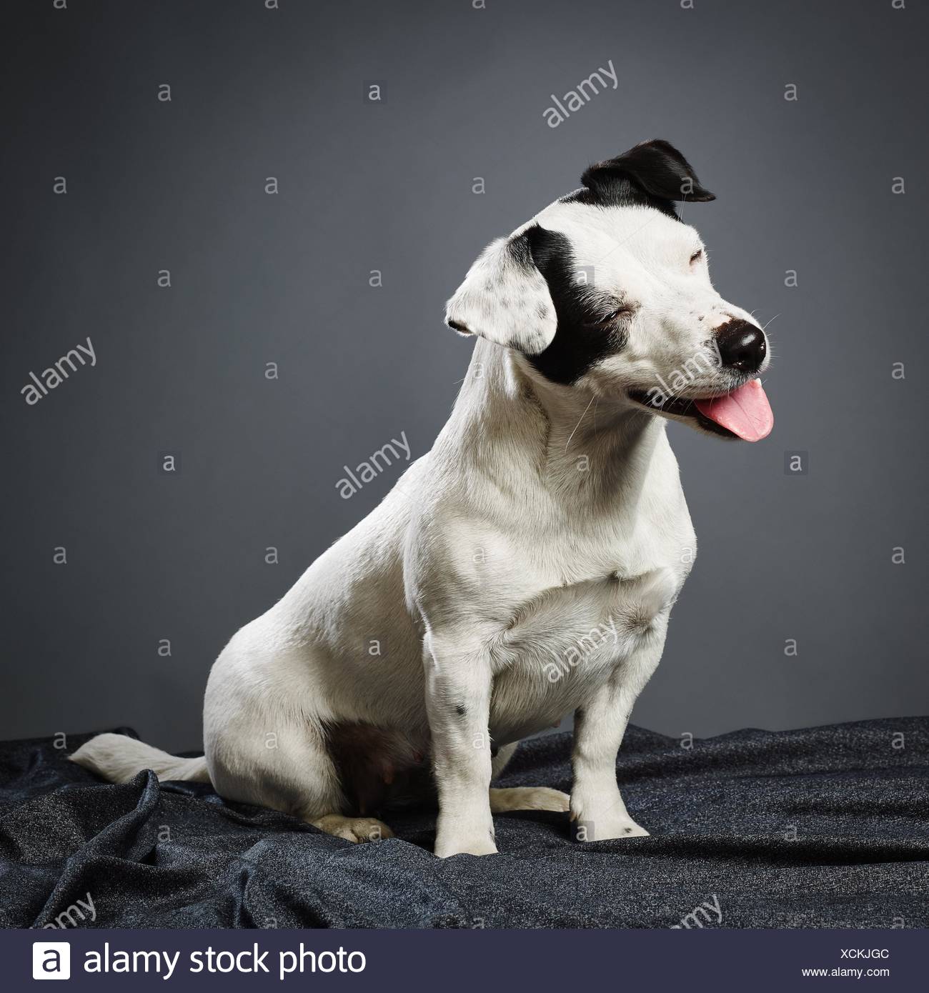 cairn terrier jack russell puppy black white