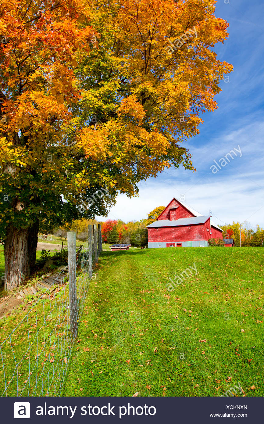 Red Barn And Maple Tree In Fall Foliage Queensbury Saint John
