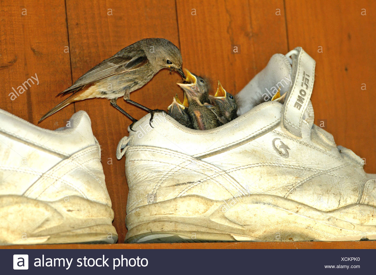 birds nest shoes