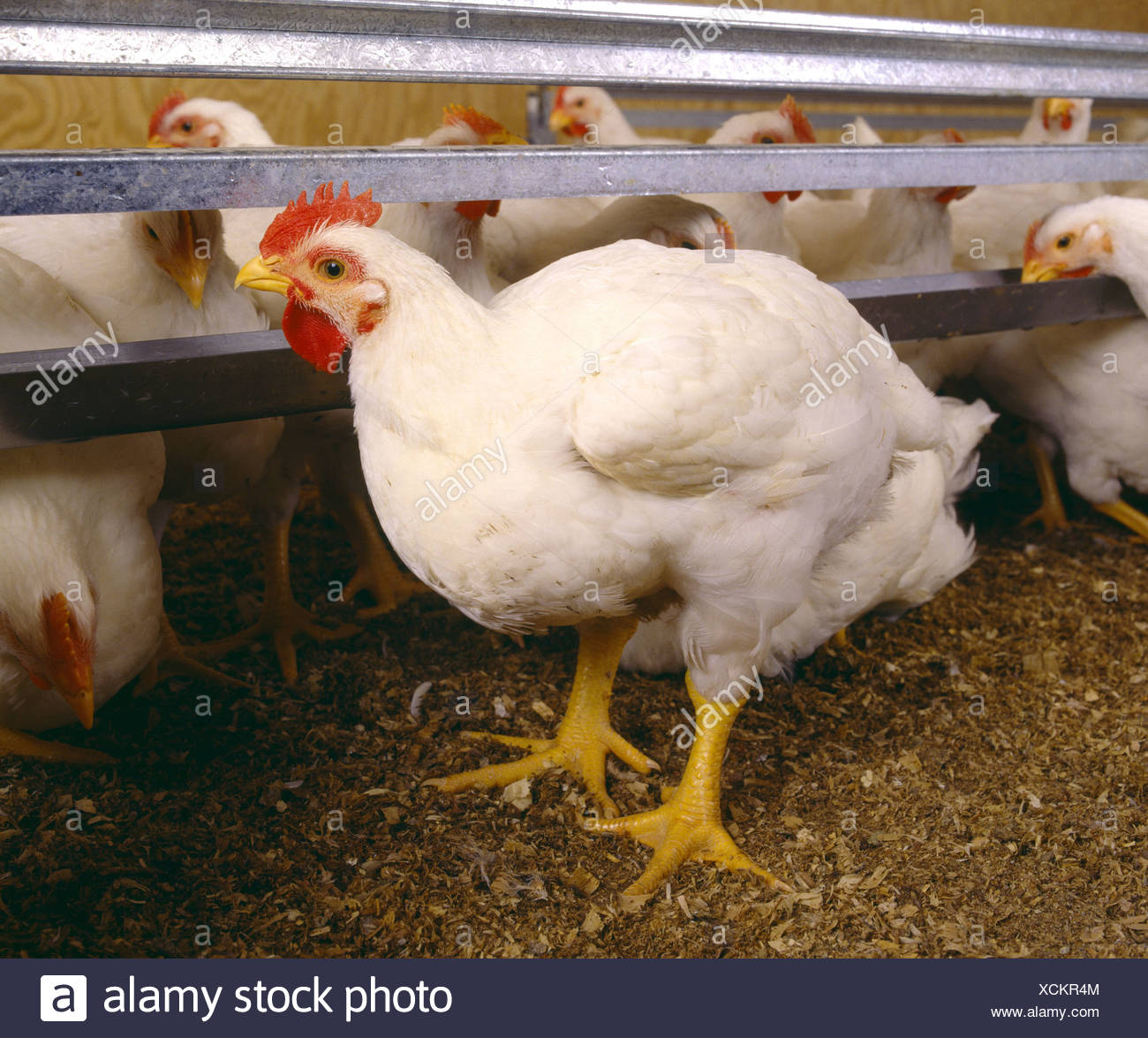 Hubbard Chicken High Resolution Stock Photography and Images Alamy