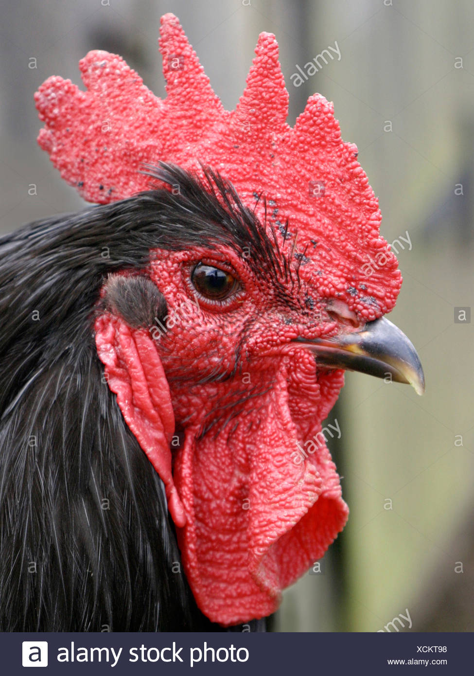 All Black Rooster High Resolution Stock Photography and Images Alamy