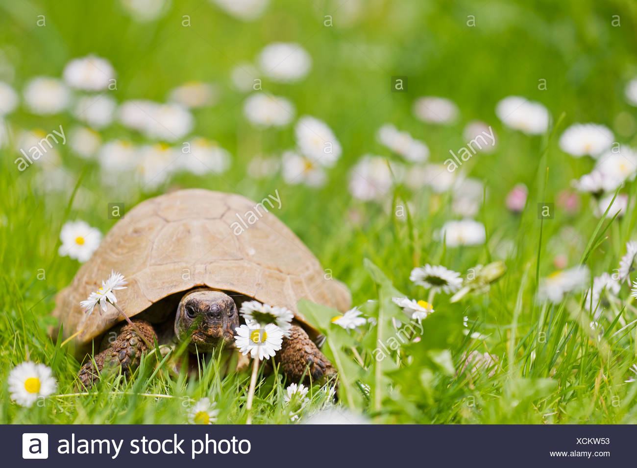 Hermann's Tortoise Meadow High Resolution Stock Photography and Images