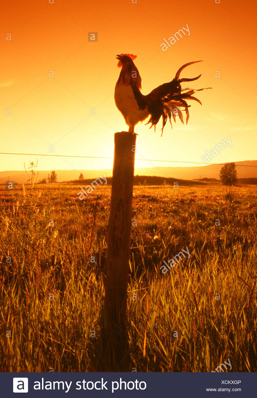 Rooster Crowing Dawn Stock Photos & Rooster Crowing Dawn Stock Images