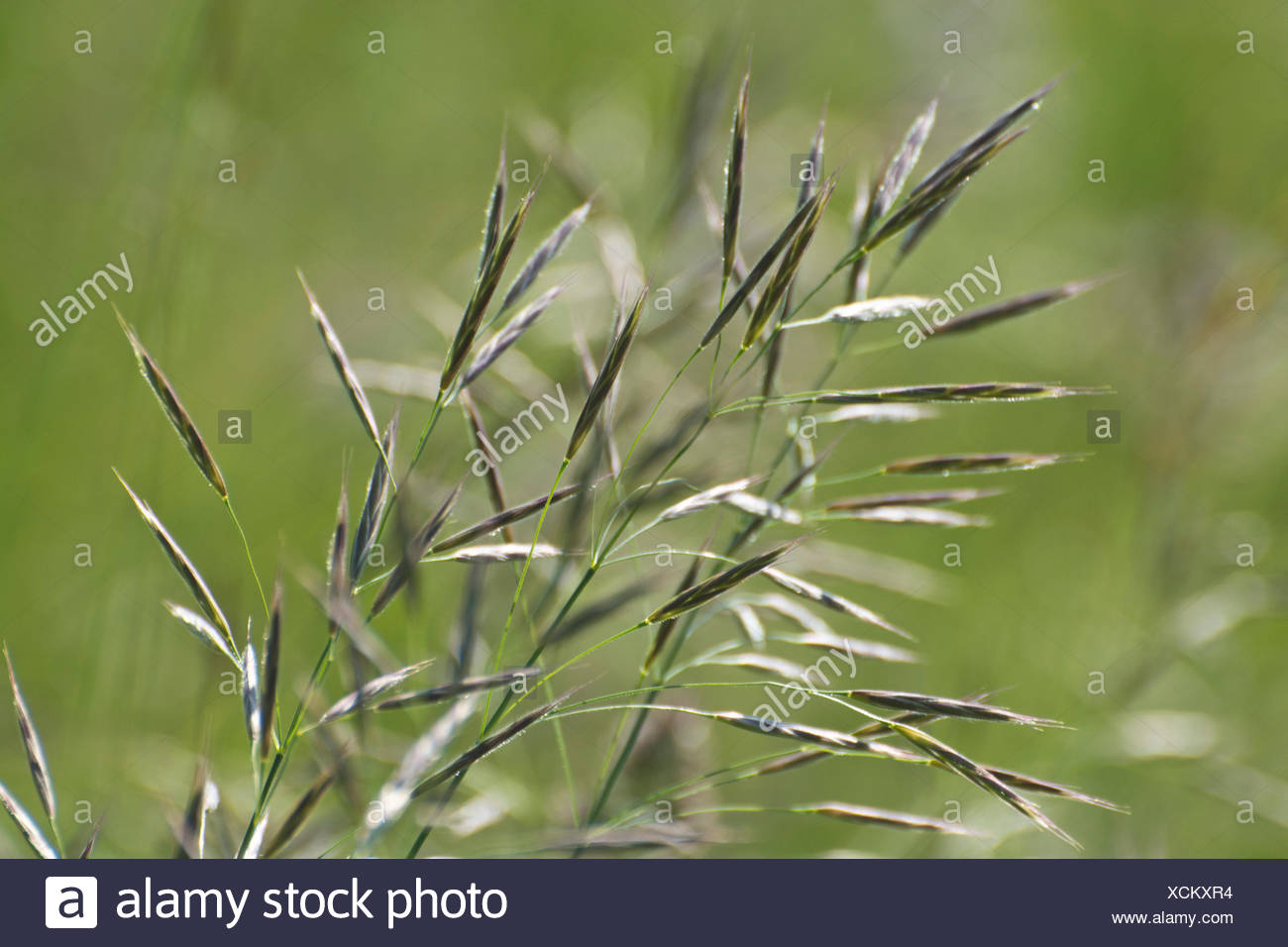 Rough Meadow Grass High Resolution Stock Photography and Images - Alamy