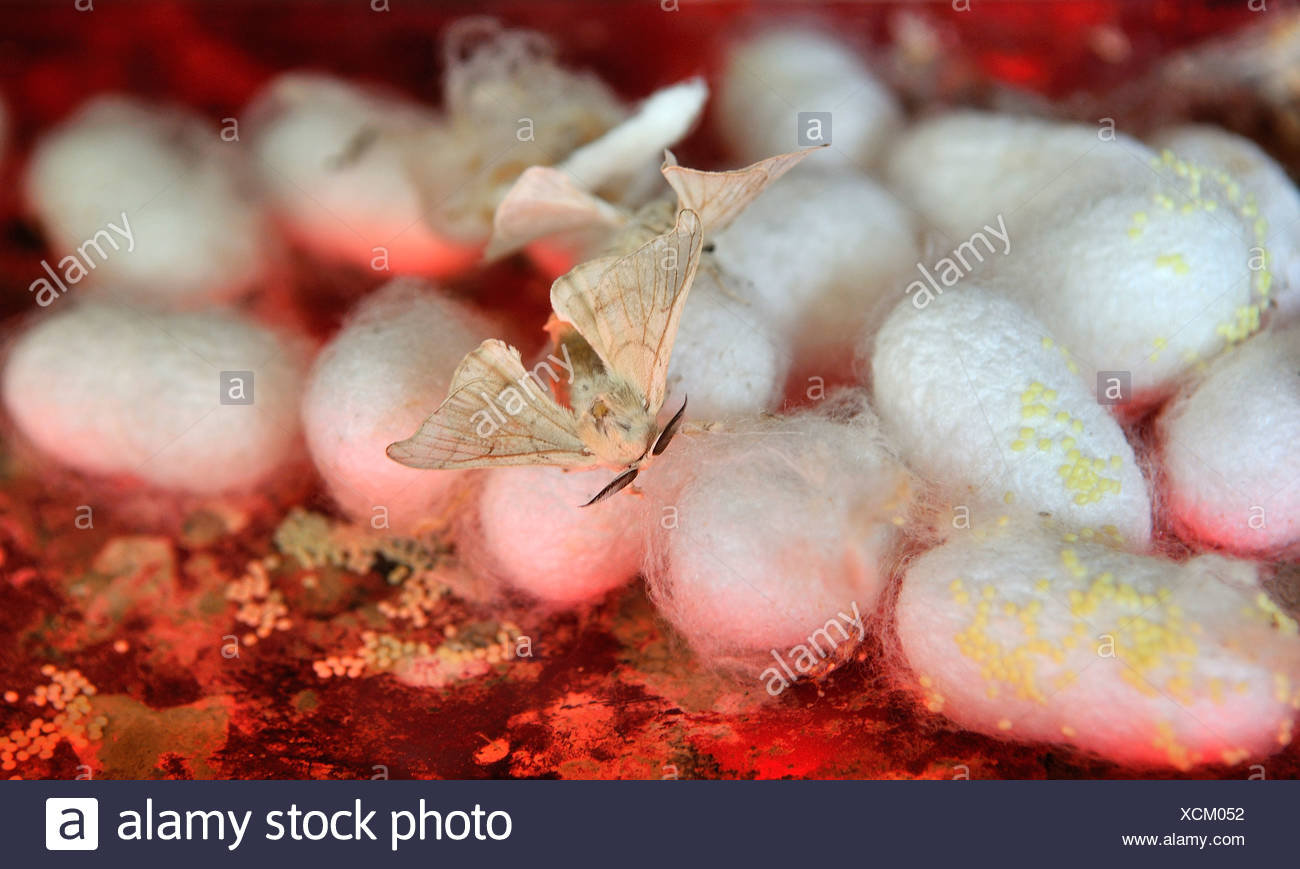 Cocoons Of The Silkworm Moth High Resolution Stock Photography and
