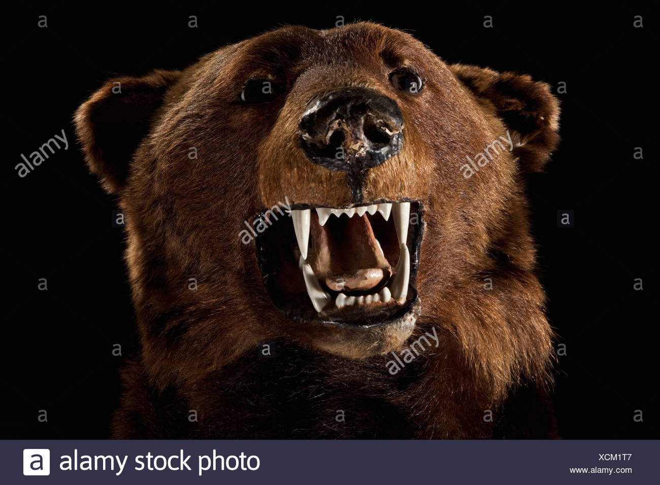 stuffed bear head