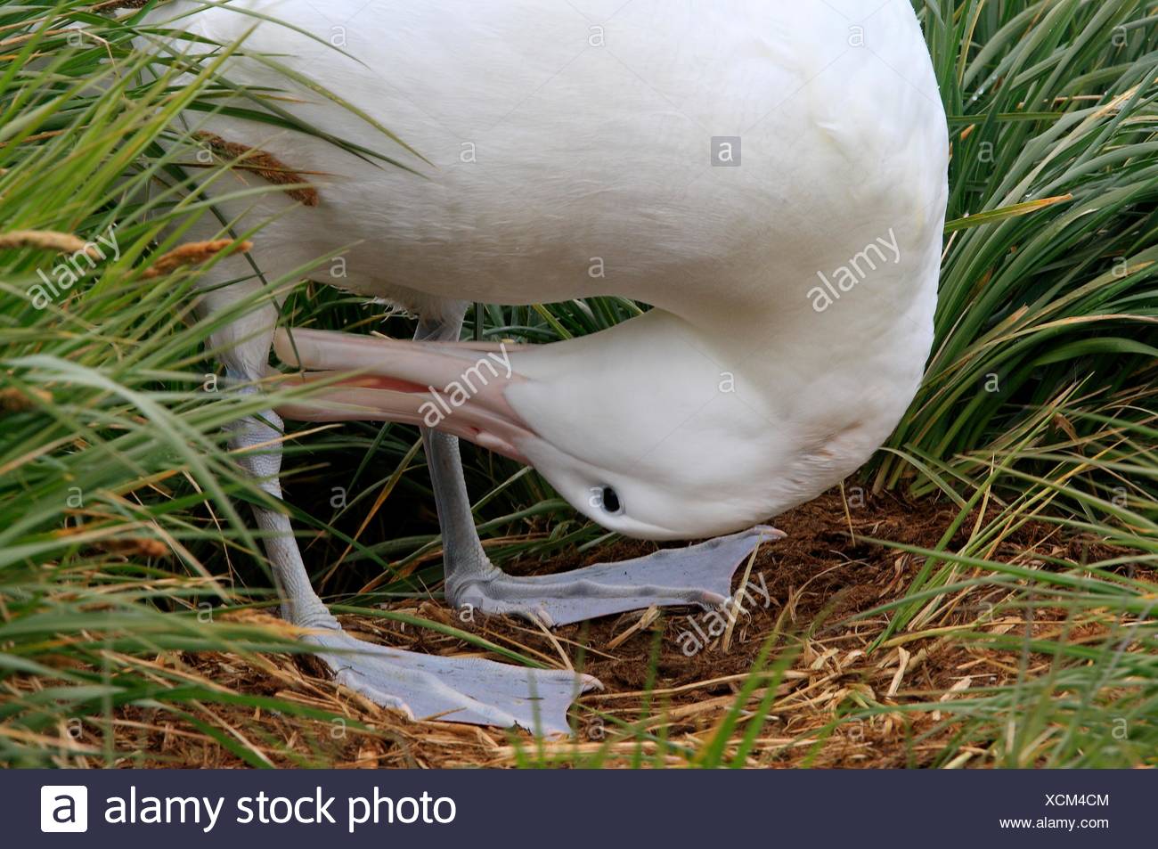 Georgie Stock Photos Amp Georgie Stock Images Alamy