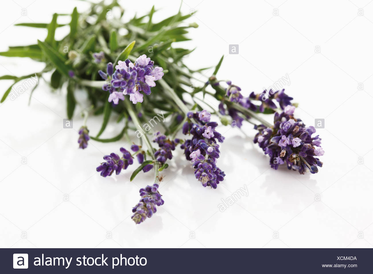 Purple Lavandula Angustifolia High Resolution Stock Photography and ...
