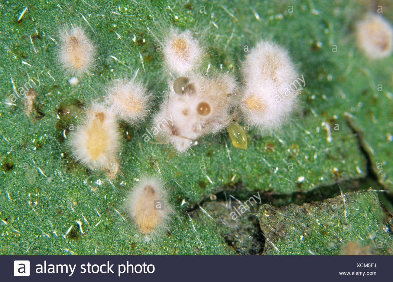 Lecanicillium Lecanii High Resolution Stock Photography and Images - Alamy