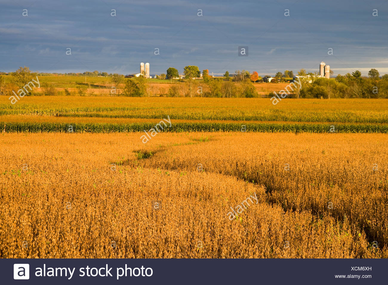 Fields Of Mature Soybeans Foreground And Grain Corn Background In Autumn With Farmsteads In The Distance Wisconsin Usa Stock Photo Alamy Fields Of Mature Soybeans Foreground And Grain Corn Background In Autumn With Farmsteads In The Distance Wisconsin Usa Stock Photo Alamy