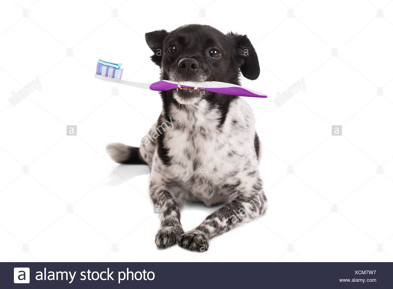dog with toothbrush