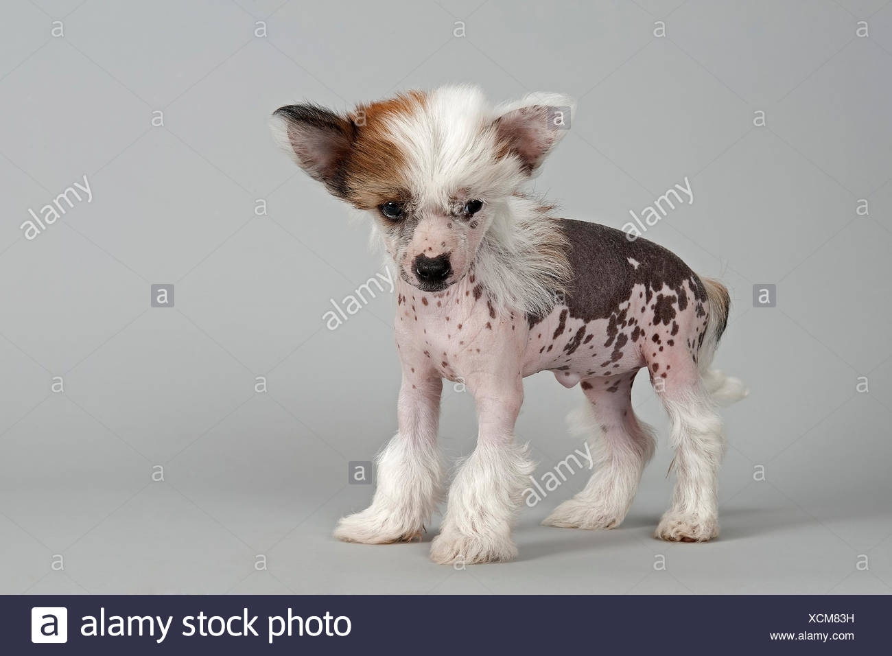 chinese crested hairless puppies