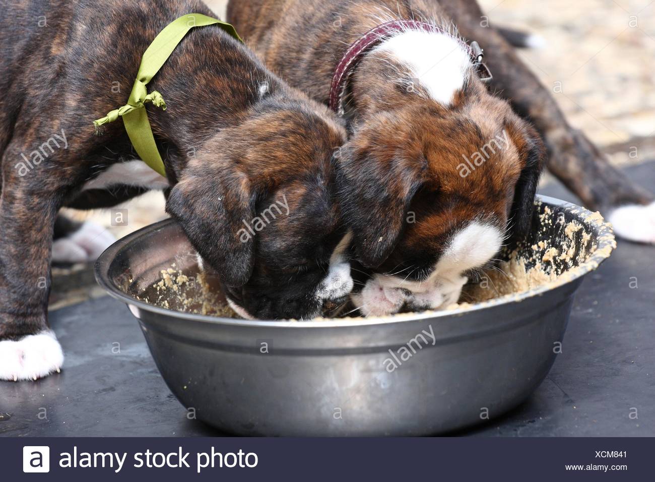 Eating Boxer Puppies Stock Photo Alamy