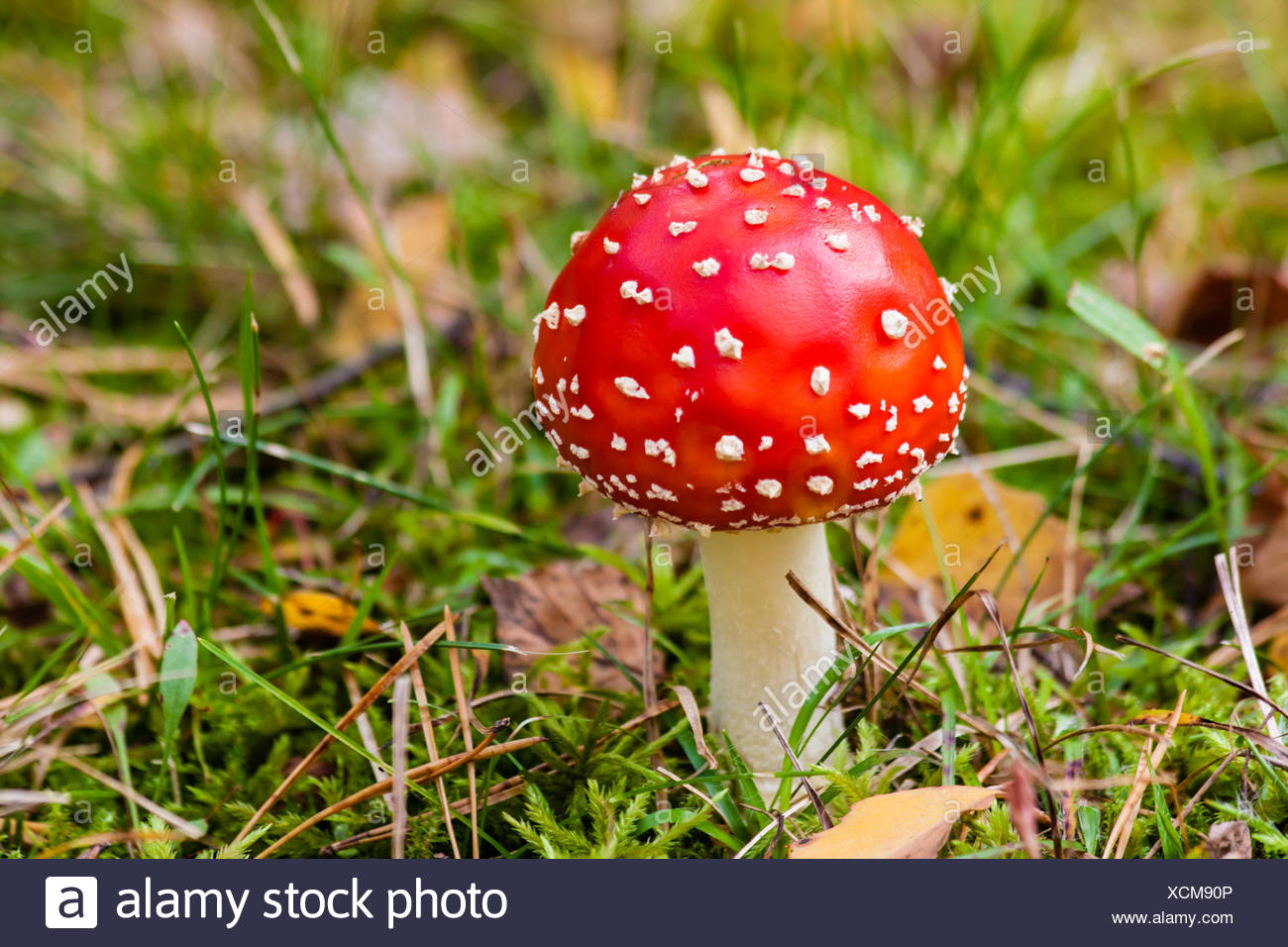 Halluzinogen High Resolution Stock Photography and Images Alamy