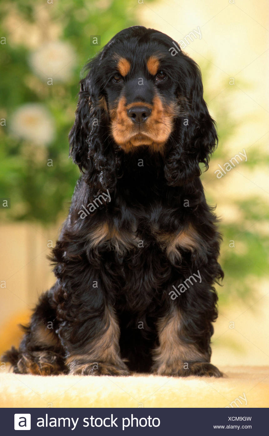 black and tan show cocker spaniel