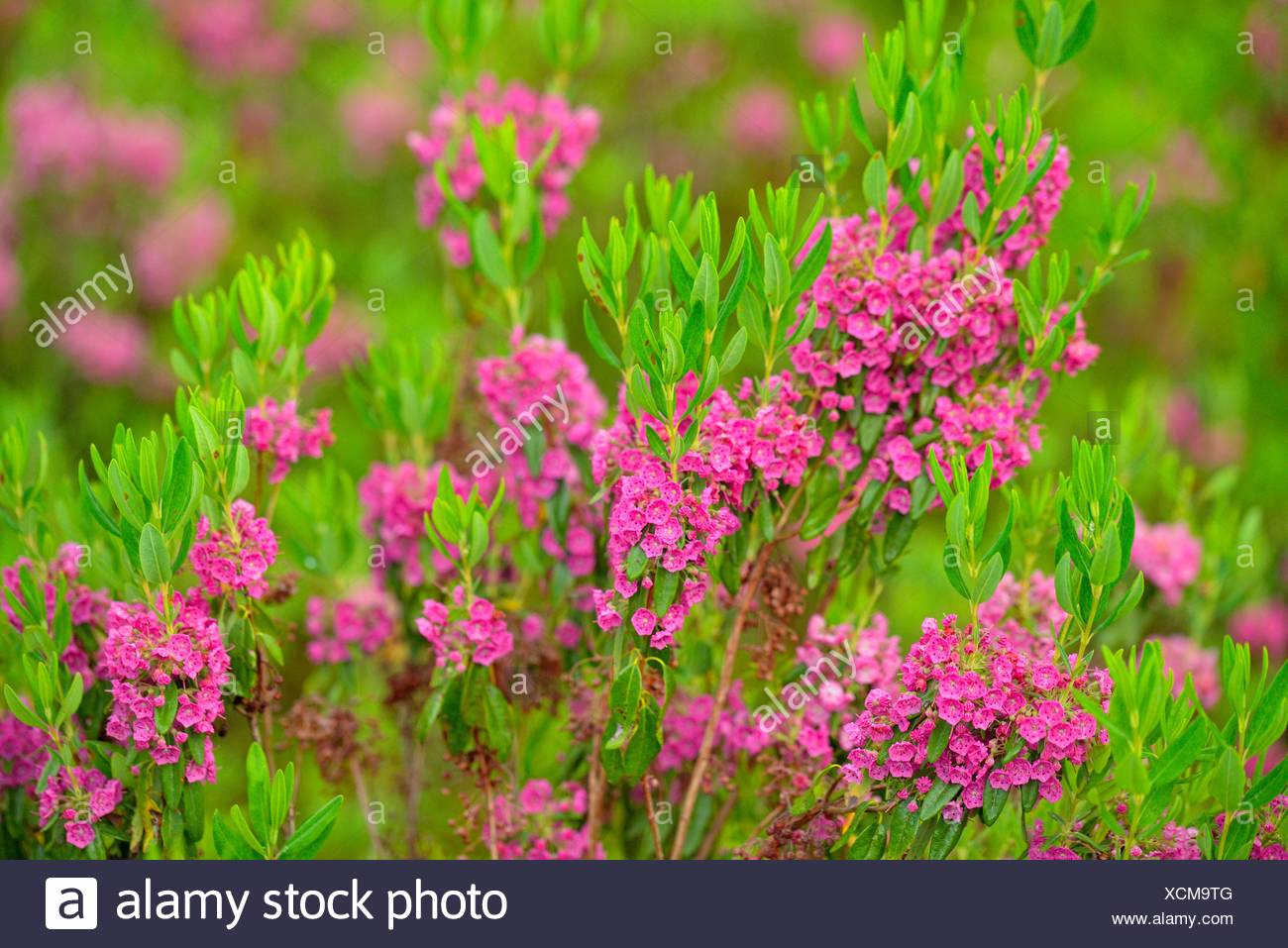 Sheep Laurel Kalmia Angustifolia Flowering High Resolution Stock Photography and Images Alamy
