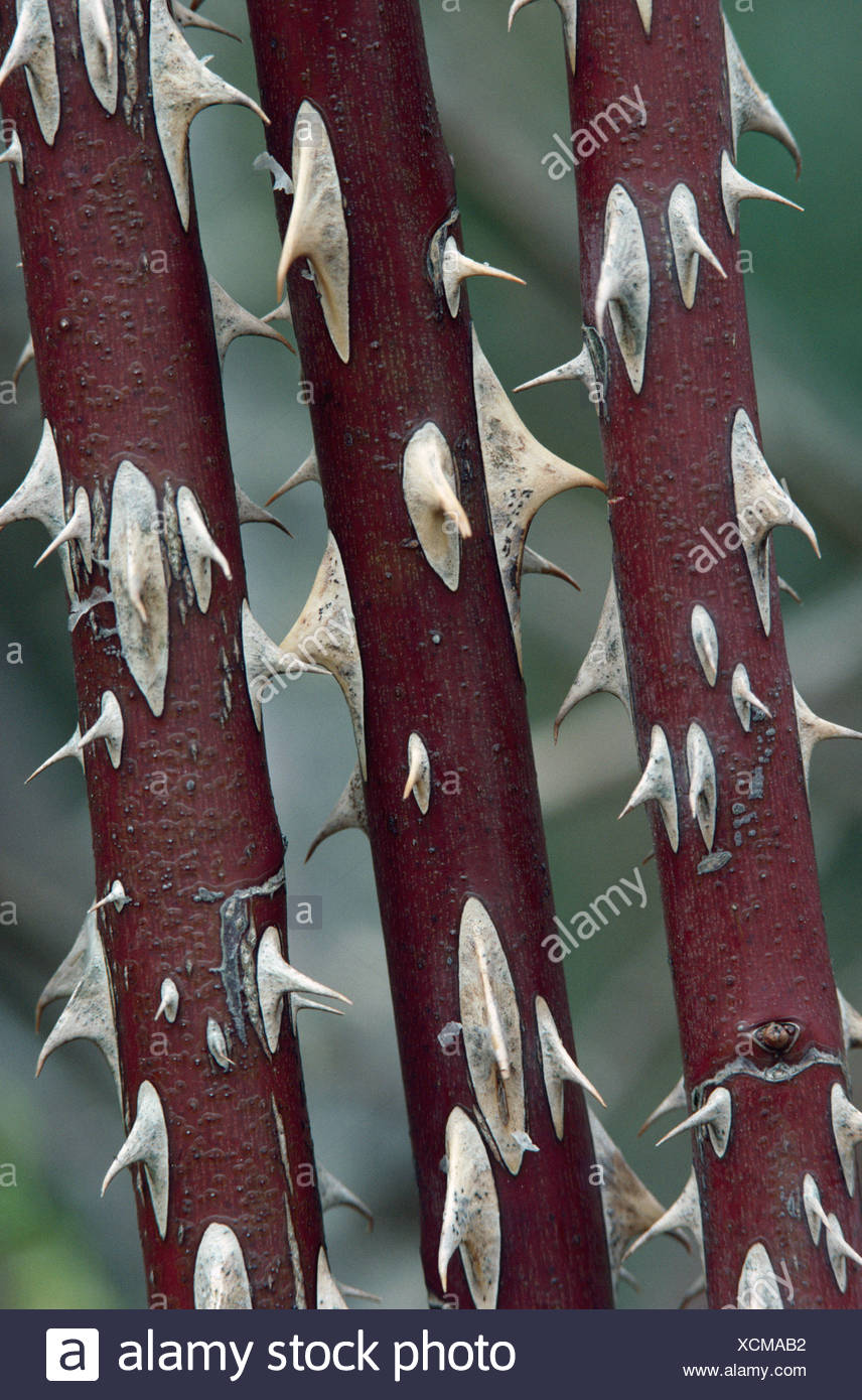 Rose Thorns Stock Photos & Rose Thorns Stock Images Alamy