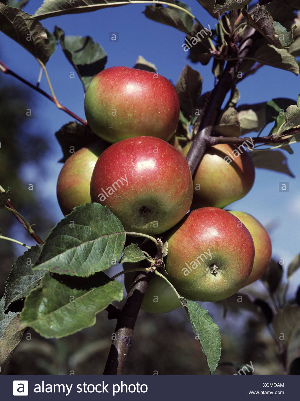 Apple Tree Apples Outside Tree Apple Trees Fruit Tree Fruit Trees Healthy Vitamins Rich In Vitamins Fruit Fruits Fruit Stock Photo Alamy