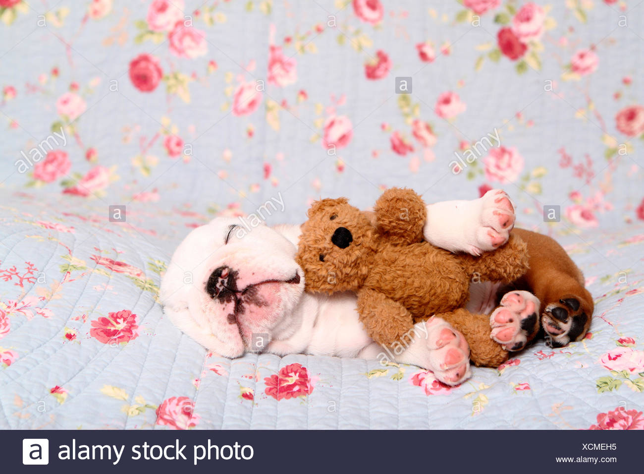 english bulldog teddy bear