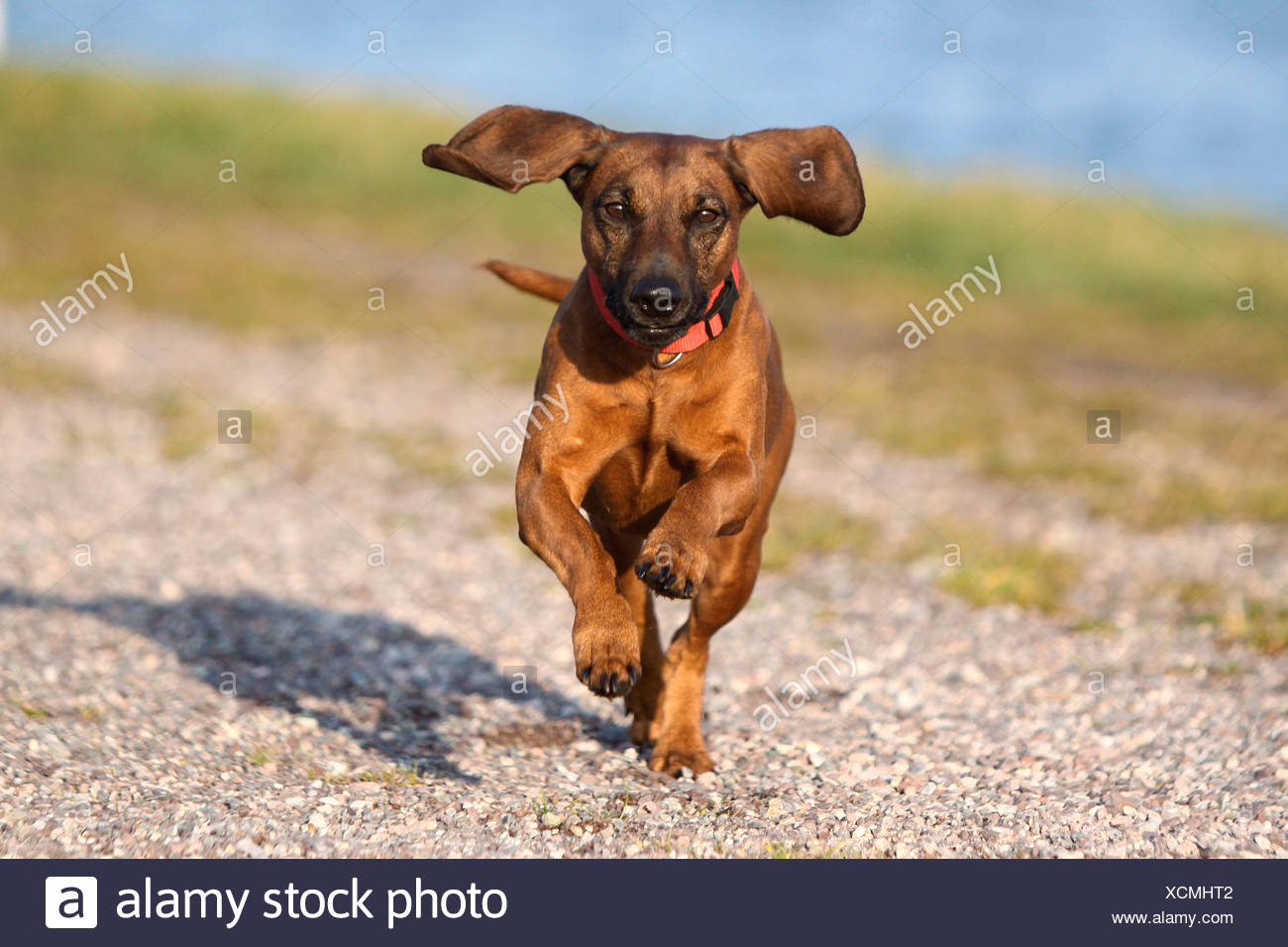 Bavarian Mountain Hound Dog Running Stock Photo Alamy