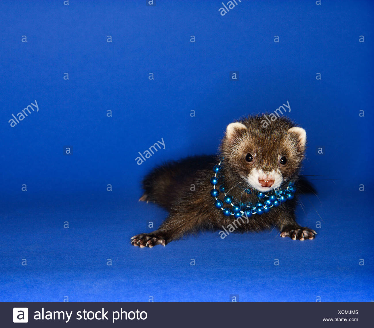 ferret necklace