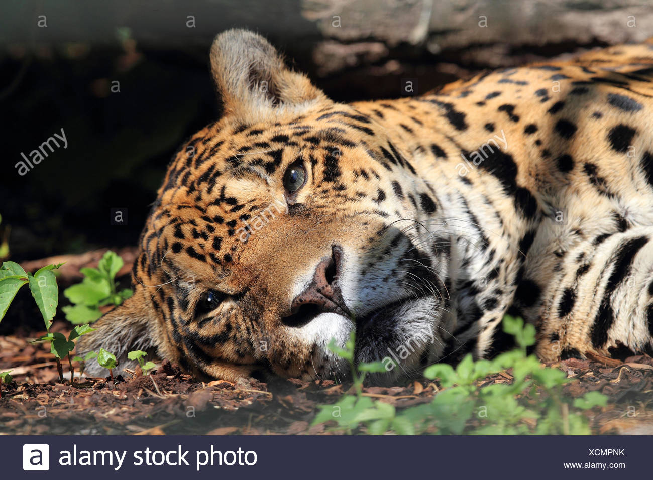 Jaguar Portrait Landscape Format Big Cat Mammal Wild Animal Animal Lie Rest Stock Photo Alamy