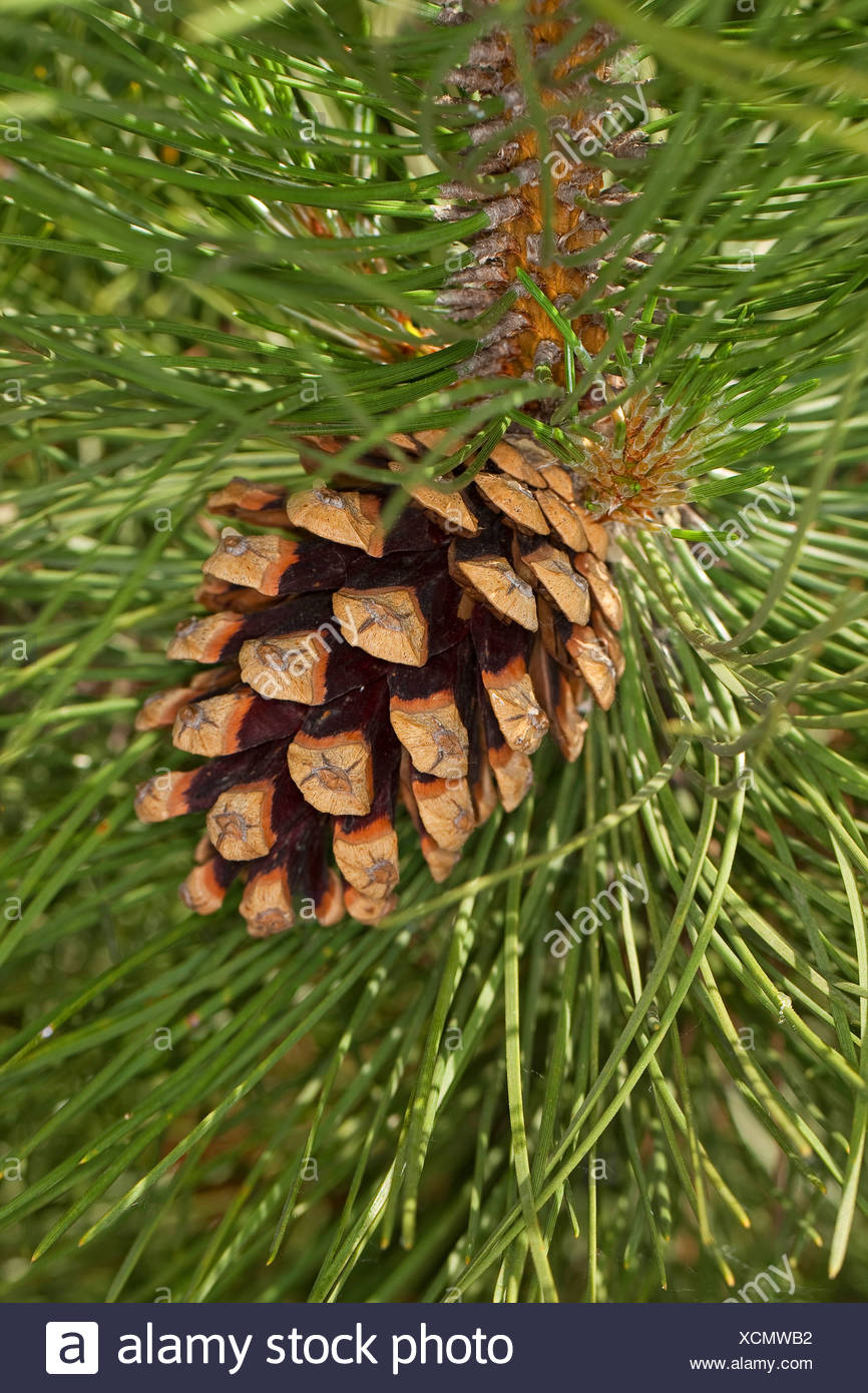 European Black Pine Tree Stock Photos & European Black Pine Tree Stock