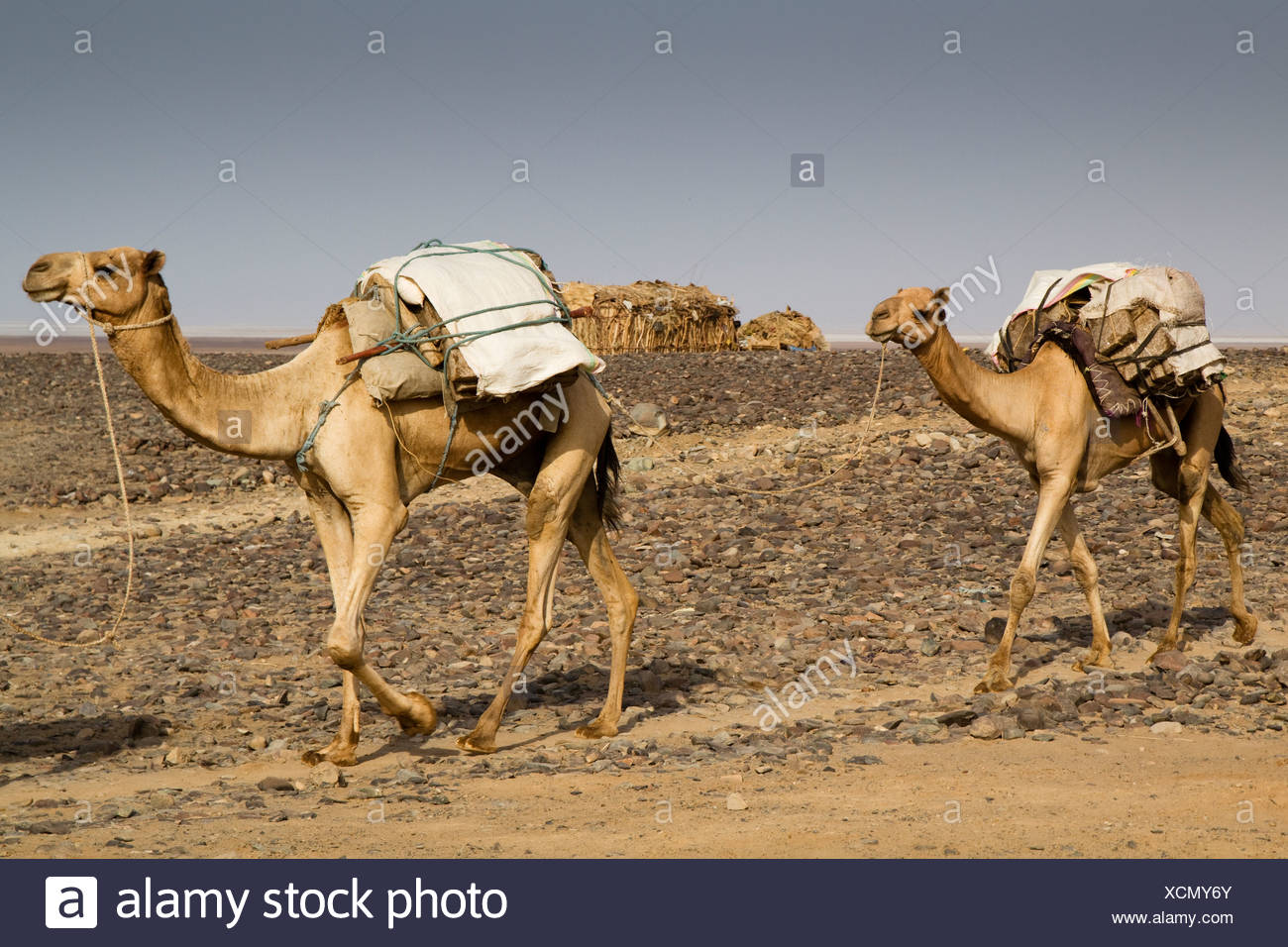 Carrying Caravans High Resolution Stock Photography And Images Alamy