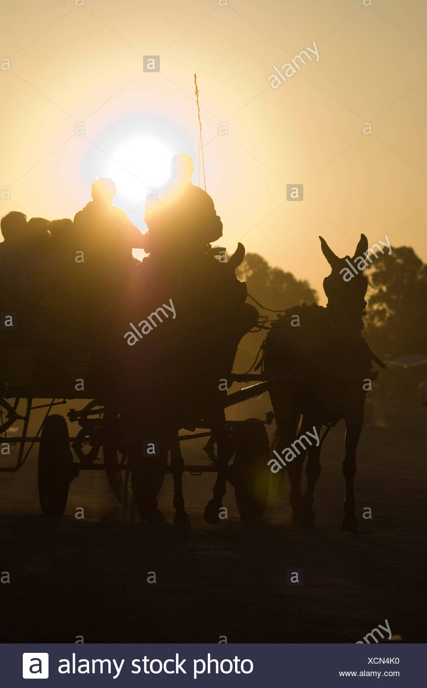 Mule Drawn Wagon High Resolution Stock Photography and Images Alamy