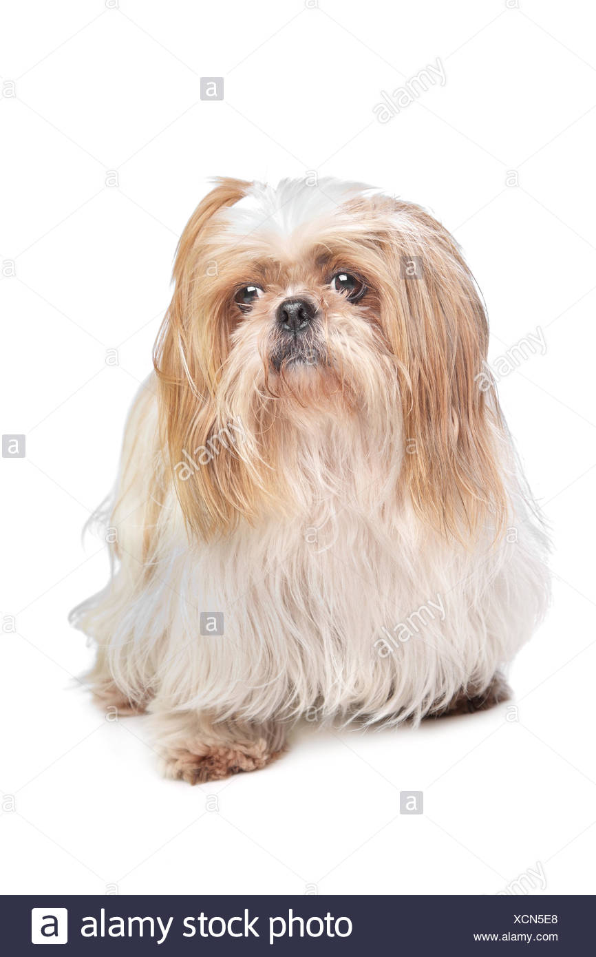 Long Haired Small Dog Stock Photo 283207072 Alamy