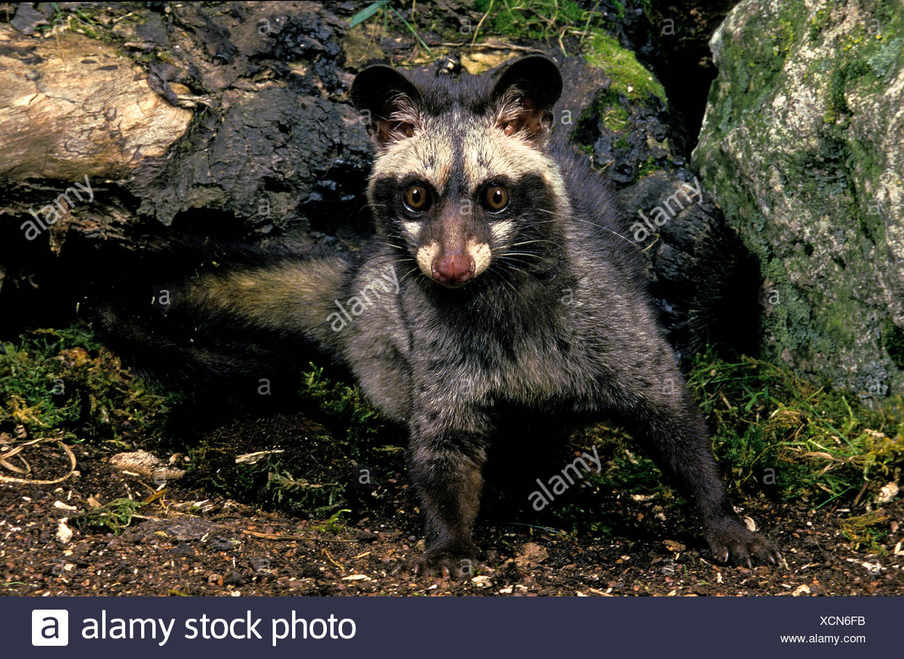 Paradoxurus Hermaphroditus Stock Photos & Paradoxurus Hermaphroditus