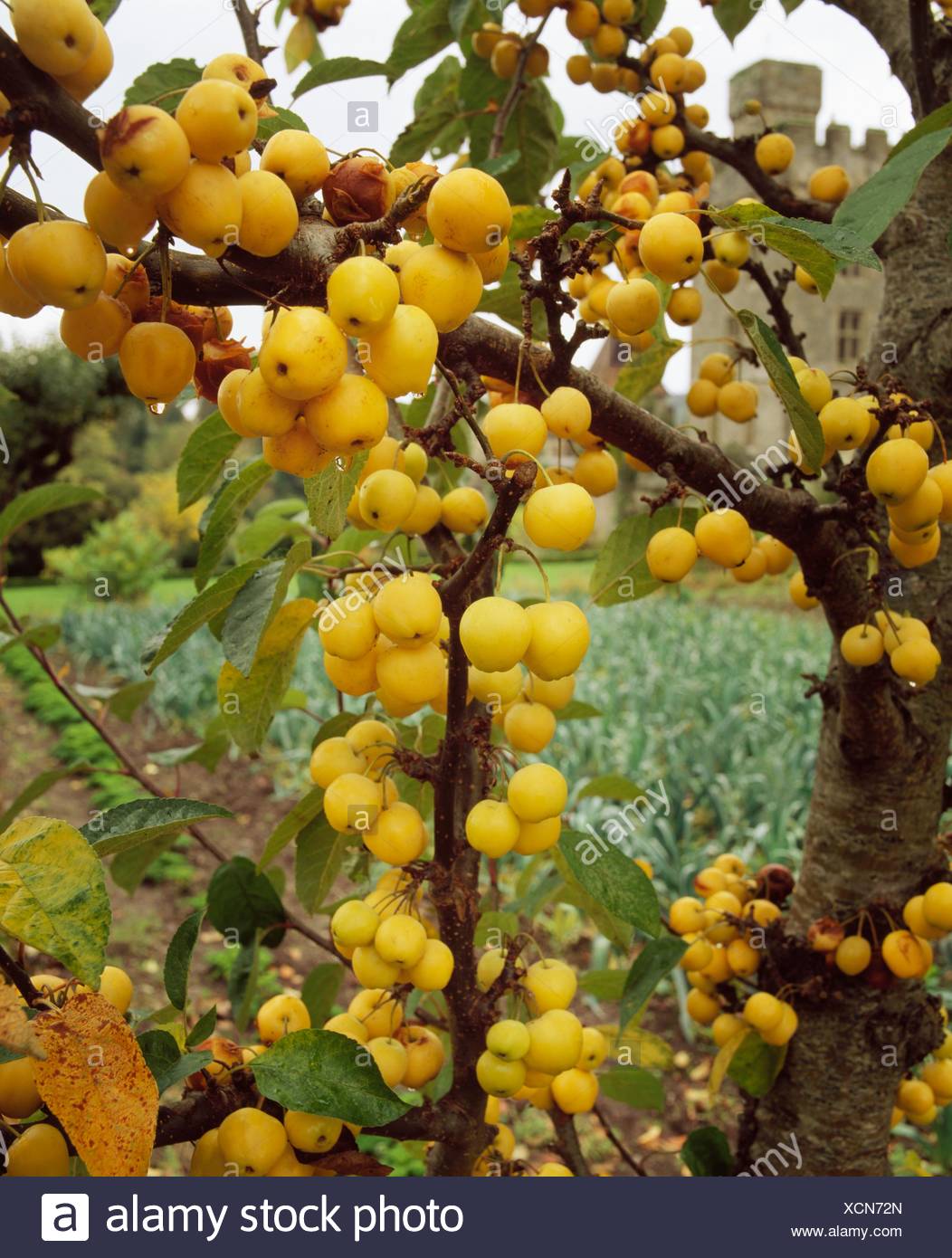 Espaliered Crab Apples In The Walled Garden High Resolution Stock