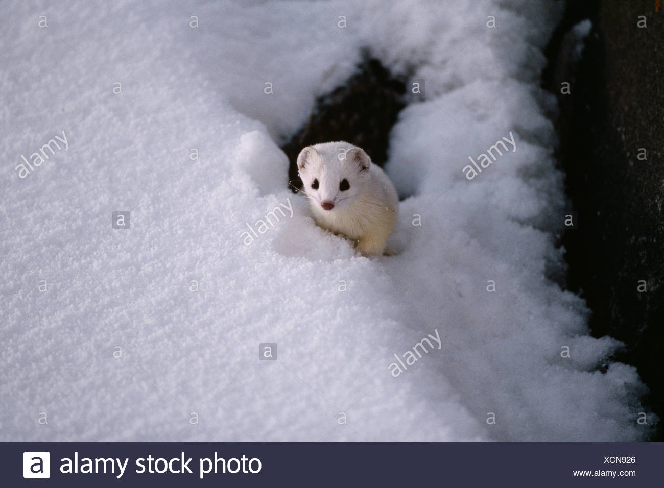 Ermine Snow High Resolution Stock Photography and Images Alamy