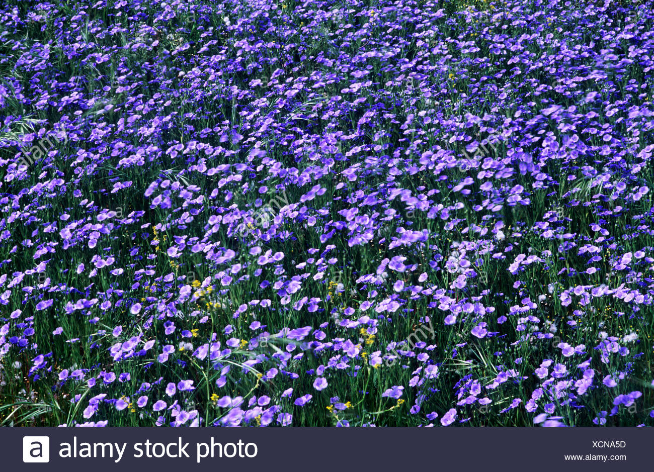 Agricultural Crop Blue Flower Flowers Crops High Resolution Stock
