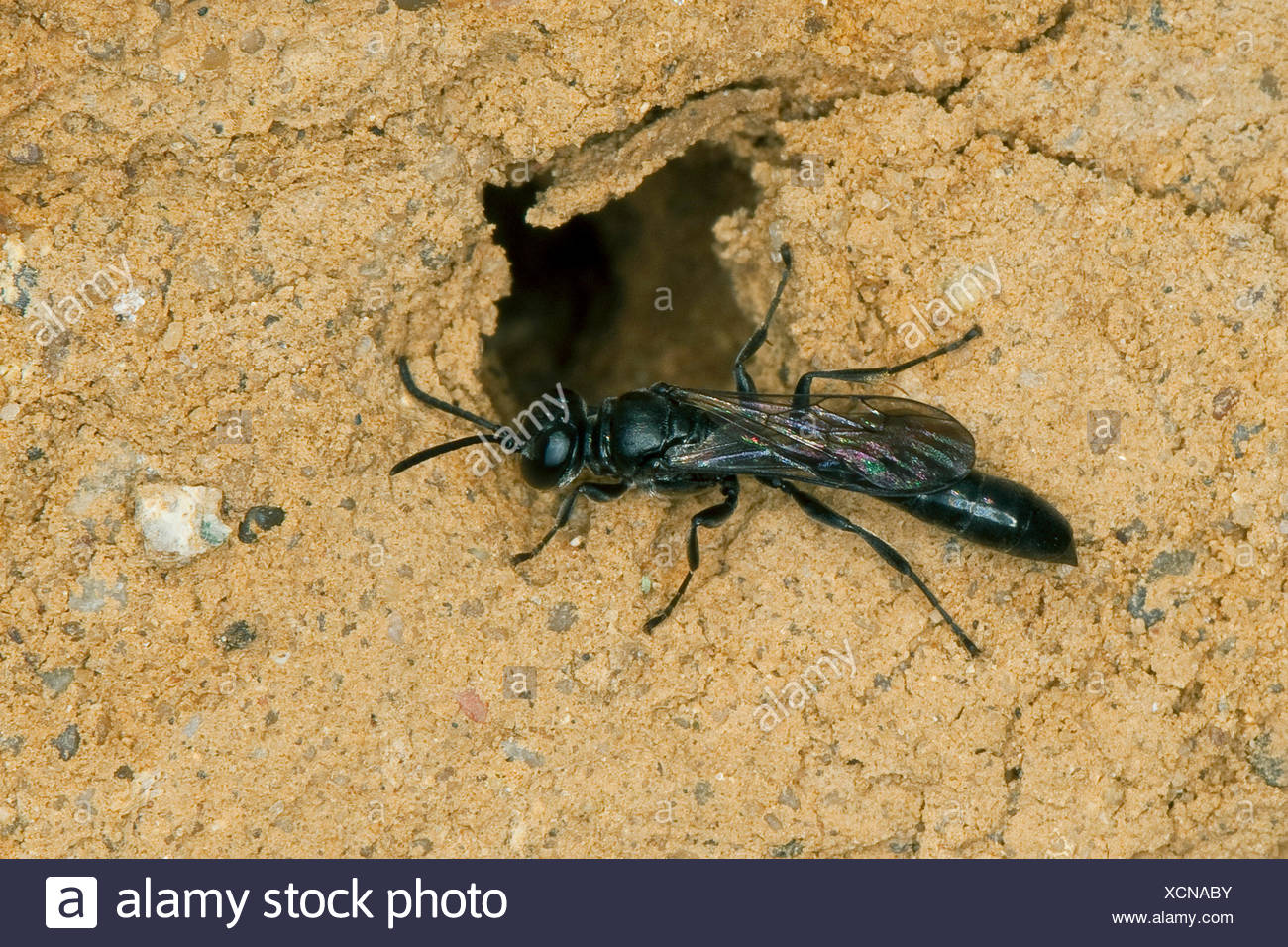 Organ Pipe Mud Dauber Digger Wasp Trypoxylon Spec Sitting At Its Nest Germany Stock Photo Alamy