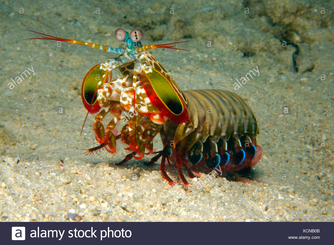 rainbow mantis shrimp rainbow