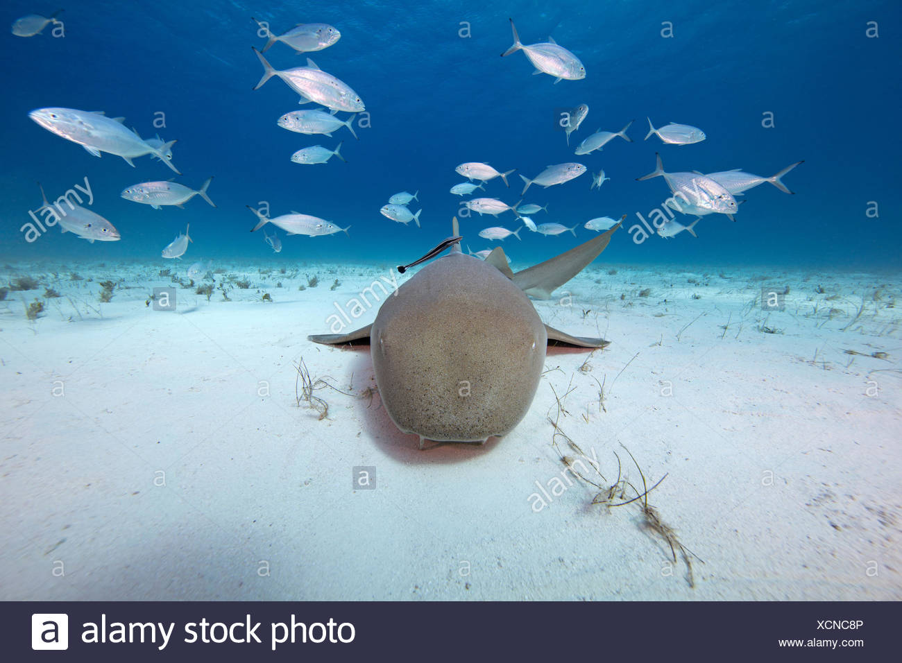 Seabed Fish Stock Photos & Seabed Fish Stock Images - Alamy