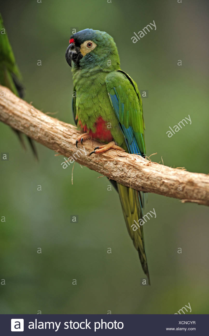 Blue-winged Macaw Ara maracana adult perched Stock Photo - Alamy