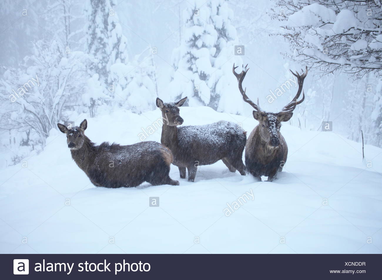 red deers in winter Stock Photo