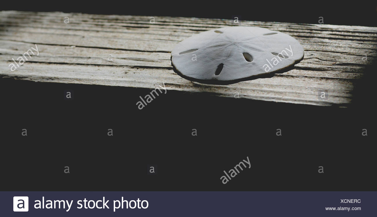Shell Holes Stock Photos & Shell Holes Stock Images - Alamy