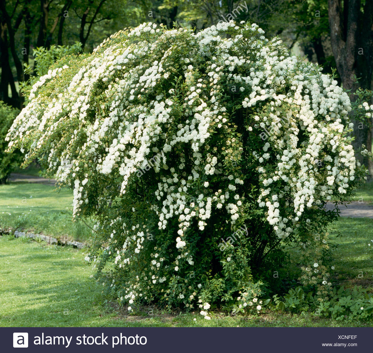 Spiraea X Vanhouttei High Resolution Stock Photography and Images - Alamy