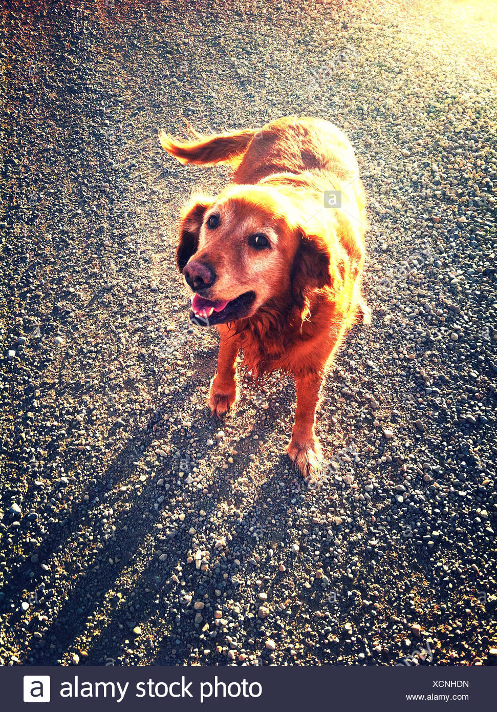 Dog Walking Down Gravel Road High Resolution Stock Photography and