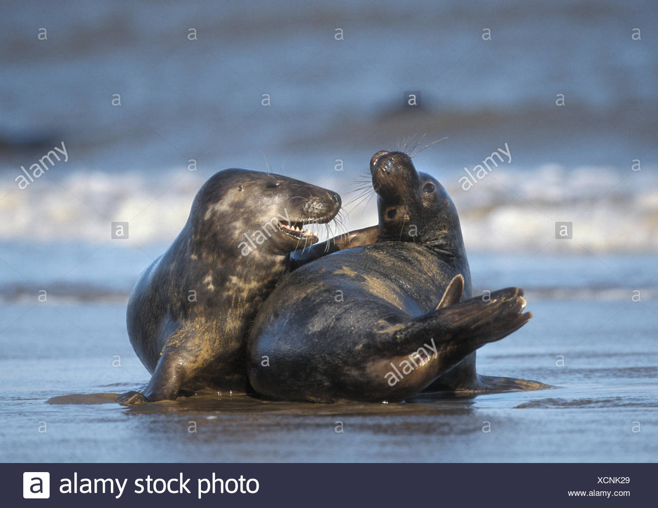 Grey Seals Mating High Resolution Stock Photography and Images Alamy
