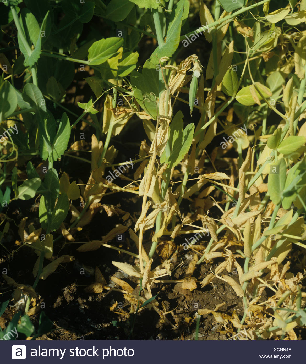 Pea Plant High Resolution Stock Photography and Images Alamy