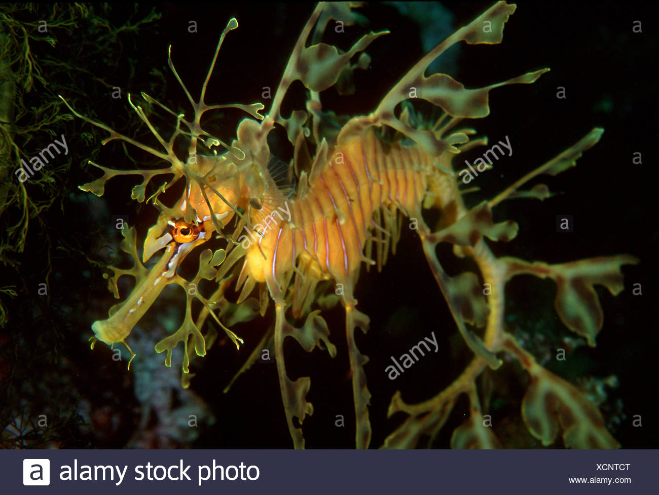 Leafy Sea Dragon Phycodurus Equus Kangaroo Island Australia Stock