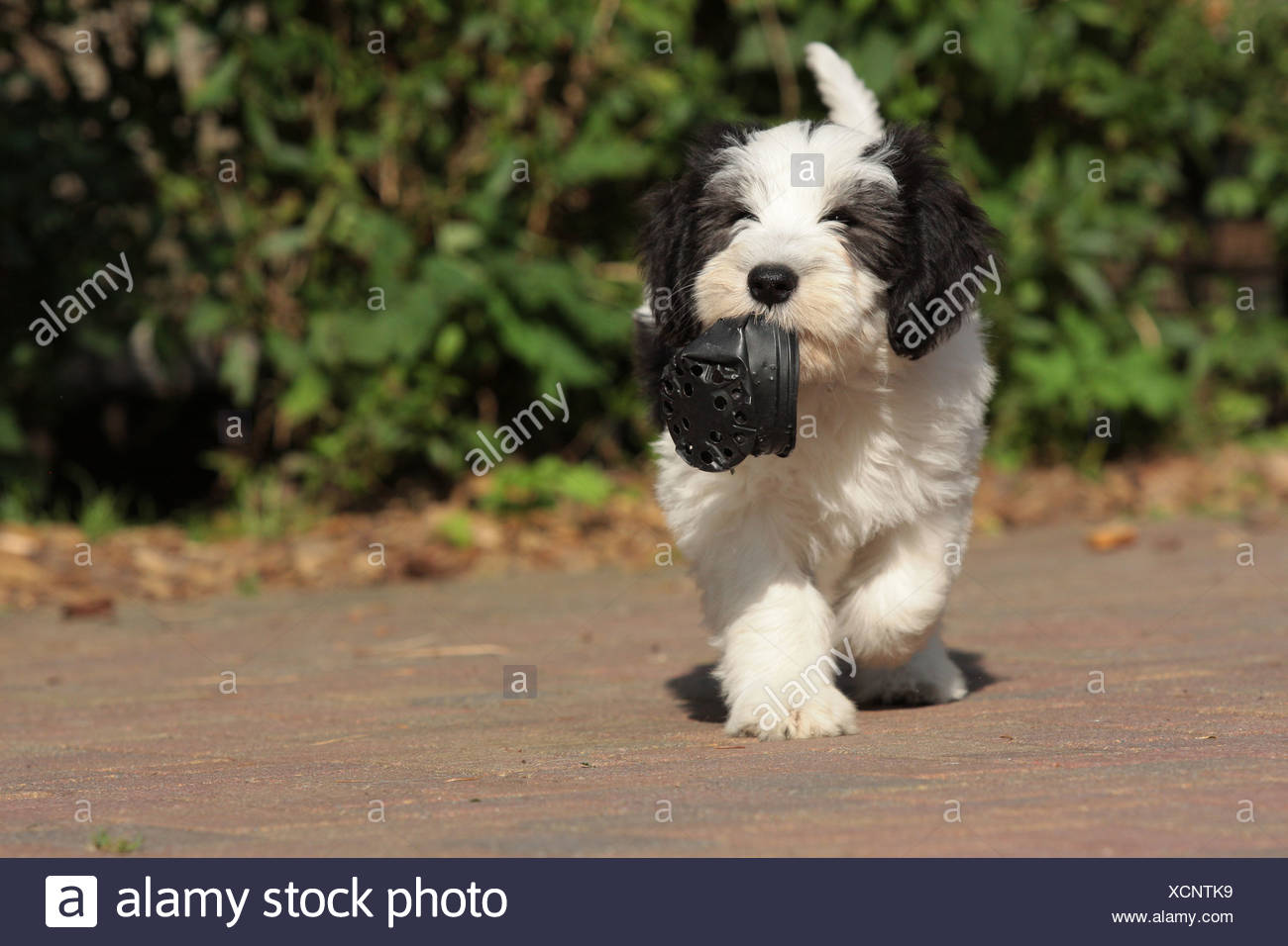 Polish Lowland Sheepdog Puppy Stock Photo Alamy
