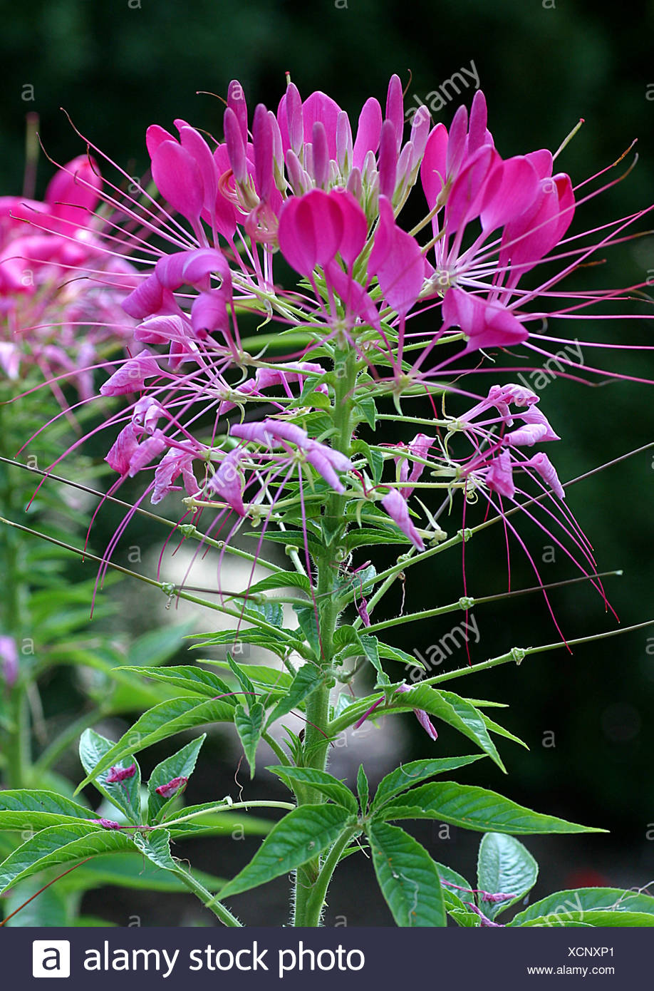 Spider Flower Cleome Spinosa Inflorescence Stock Photo Alamy